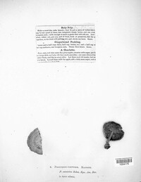 Polyporus parvulus image